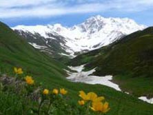 Georgien, Vorderasien: Swanetien – Das Land der tausend Türme - Bergblumen vor Schchara auf über 5.000 m Höhe